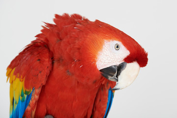 Naklejka premium Headshot of macaw parrot