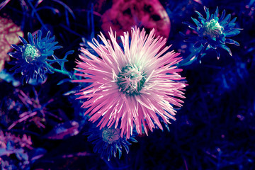 Fototapeta premium The flowers and the sun 0334