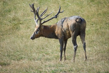 Male Pere David's deer throwing mud on it's back