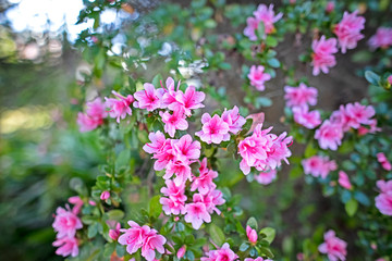Fototapeta premium Small pink azalea with wide angle lens
