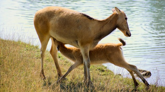 Mother Pere David's deer nursing young