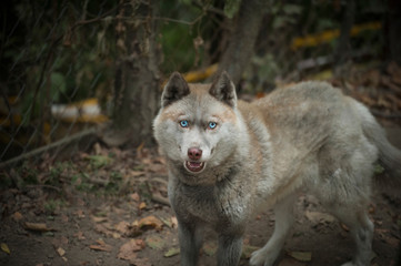 Close up horizontal portrait of  beautiful gray wolf with blue eye with blured background. Wolf in the forrest