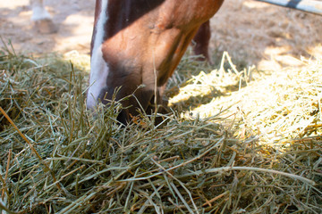 Bit of Hay