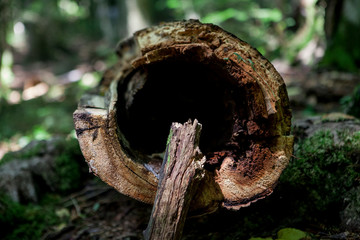 Wood Forest Background