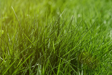 Green grass on lawn