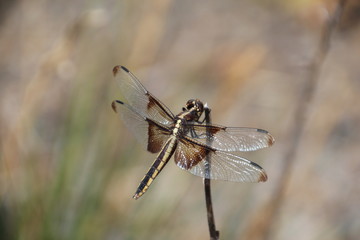 dragonfly on a blade of grass