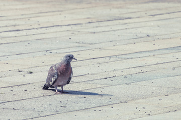 Young common wood pigeon sitting on stone tiles. Lonely  juvenile large bird (Columba palumbus) with grey plumage with pinkish breast. Summer, Czech Republic.