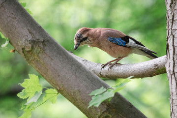 Jay perching on tree branch in summer forest. Eurasian jay (Garrulus glandarius) on the maple. Beautiful pinkish brown bird with black moustache stripe and blue patch on wings.