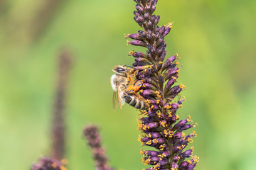 Bee collects nectar on purple inflorescence of indigobush close-up. Honeybee with loaded pollen...