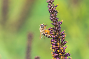 Close-up photo of bee collecting nectar on the indigobush purple inflorescence. Honeybee with full pollen baskets on hind legs sitting on violet flowers of desert false indigo (Amorpha fruticosa).