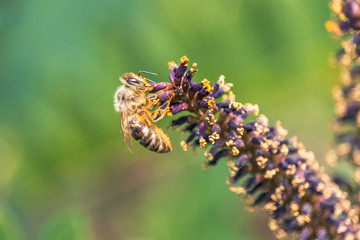Honeybee collecting pollen on purple flowers of bastard indigo-bush. Blooming Desert false indigo or indigobush (Amorpha fruticosa) with spike-shaped violet inflorescence with yellow stamens.