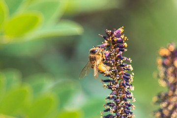 Bee sitting on purple flowers of Desert false indigo with yellow stamens. Honeybee collecting pollen and nectar on violet inflorescence of blooming bastard indigo-bush (Amorpha fruticosa).