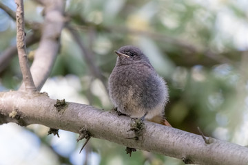 Little fluffy chick or black redstart in summer forest. Juvenile blackstart bird (phoenicurus ochruros) covered by grey down perching on the branch.