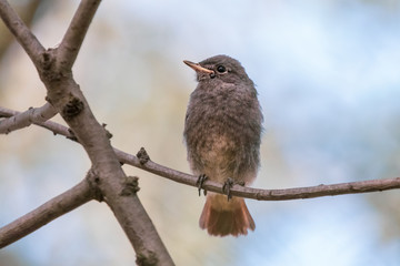 Black redstart fluffy chick with short orange tail. Juvenile blackstart birdie (phoenicurus ochruros) sitting on thin branch with blurred blue background.