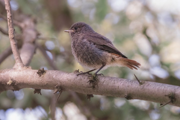 Little fluffy black redstart chick with short orange tail. Juvenile blackstart or redtail bird (phoenicurus ochruros) sitting on the branch in summer forest.