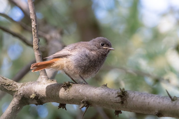 Juvenile fluffy black redstart with short orange tail. Young blackstart chick (phoenicurus ochruros). Little birdie sitting on the branch in summer forest.