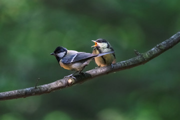 Hungry great tit chick begging for food from adult bird. Young titmouse with open beak. Two yellow...