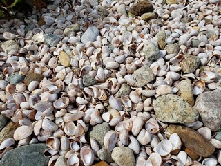 Shells on the beach