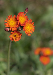 Cluster of Orange Hawkweed (Hieracium aurantiacum)