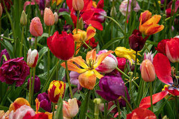 Multi-colored tulip display