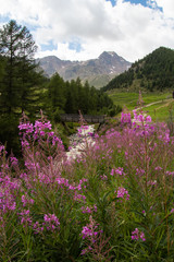 Mountain landscape in Val Senales (South tyrol) with rosebay willowherb blooming at the river of a mountain stream