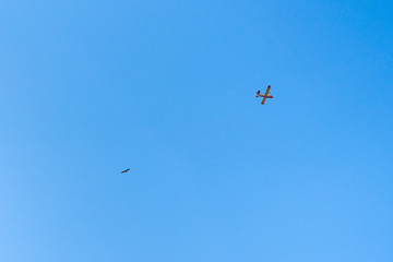 Firefighter plane flying next to a bird in a blue sky