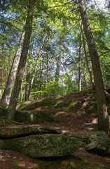 Tall trees on trail to High Falls in Muskoka in summer
