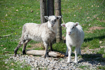 sheep and lamb