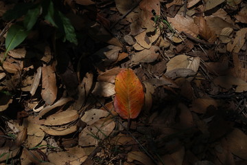 La palangana Nanacamilpa Tlaxcala