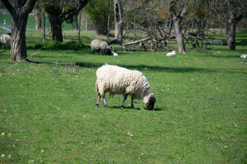 Obraz premium sheep in field