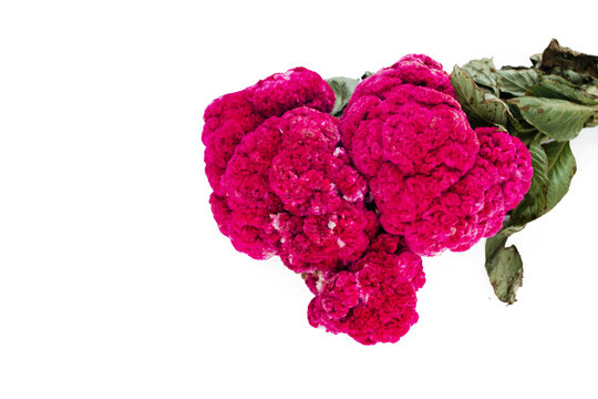 Flor de Terciopelo o Celosia, Mexican Flowers for offerings ofrendas in di&shy;a de muertos Day of the Dead Mexican tradition
