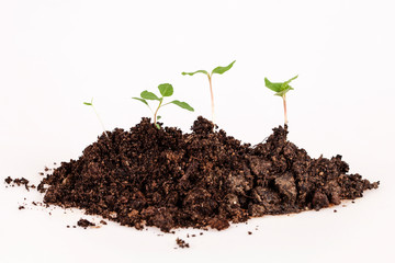  plants on soil at white background, stages of growth