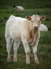 A Cow (Bos Taurus)