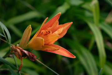Macro of a Fire Lily (Lilium Bulbiferum)