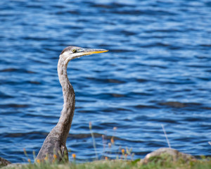 Great blue heron portrait