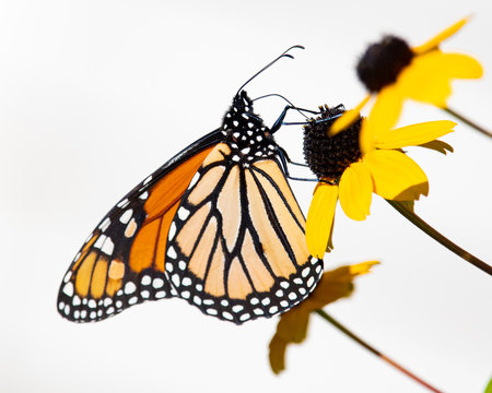Monarch butterfly feeding on Black eyed Susans