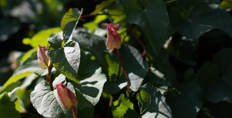 Macro False Bindweed (Calystegia)