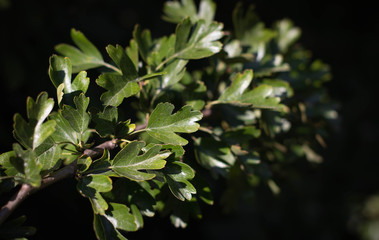 Macro Hawthorn Berries (Craraegus)