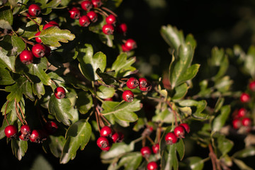 Macro Hawthorn Berries (Craraegus)