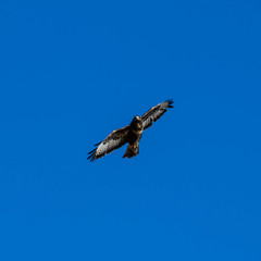 Common Buzzard (Buteo buteo)