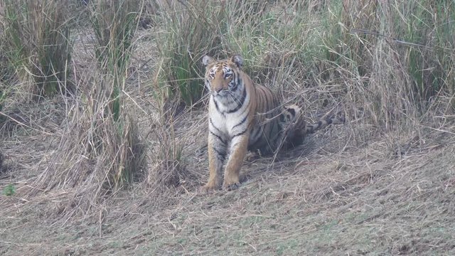 4K 60p clip of a tiger cub sitting on the bank of a waterhole in tadoba andhari tiger reserve in india