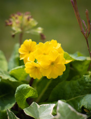 Macro Common Ivy (Hedera Helix)