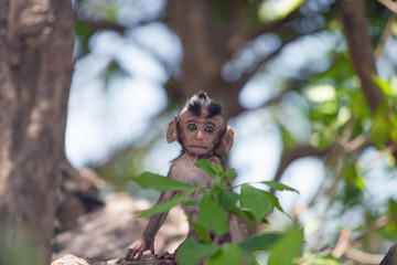 Fototapeta premium 可愛いサル