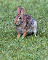 rabbit in the grass
