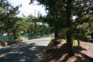 Pine tree avenue of Tokaido road in Fukuroi city, Shizuoka prefecture, Japan.