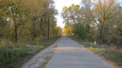 Obraz premium road in the forest