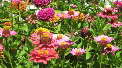 flowers in the garden