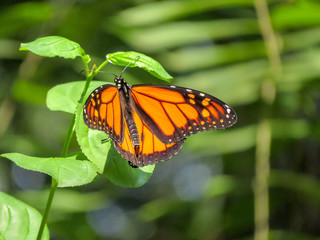 monarch on plant