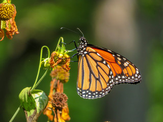 Fototapeta premium monarch butterfly on flower
