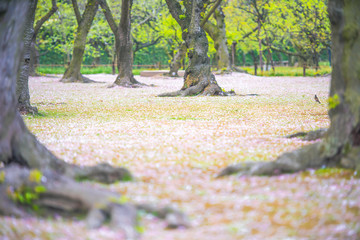 桜絨毯とり